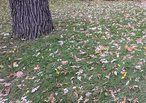 a lawn covered with fallen leaves