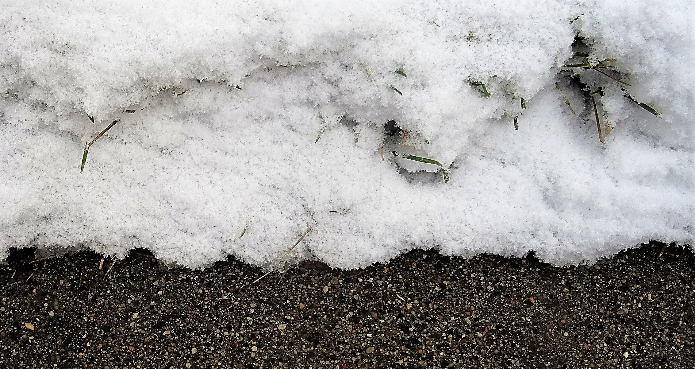 snow-covered lawn next to a sidewalk with a few blades of grass peeking through