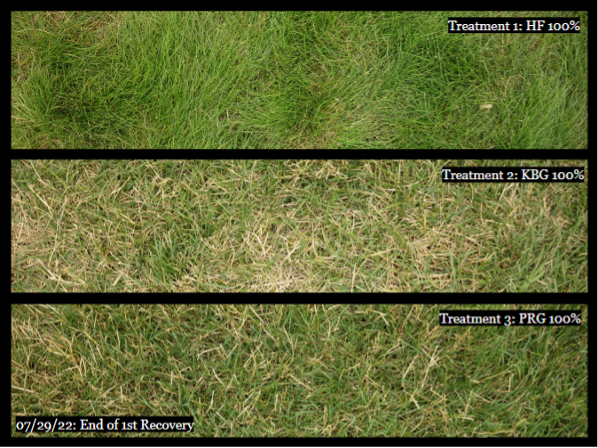 Visual comparison of drought-stressed plots at the end of the first recovery. 