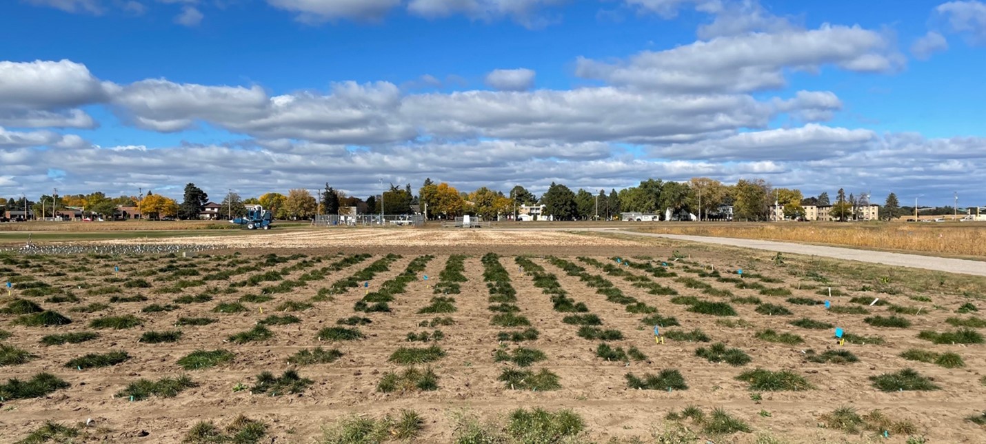 Turfgrass field research plots with perennial ryegrass in spaced plantings