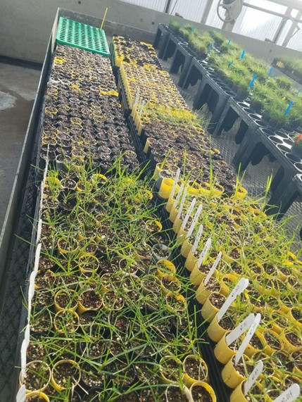 perennial ryegrass plants growing in containers in a greenhouse