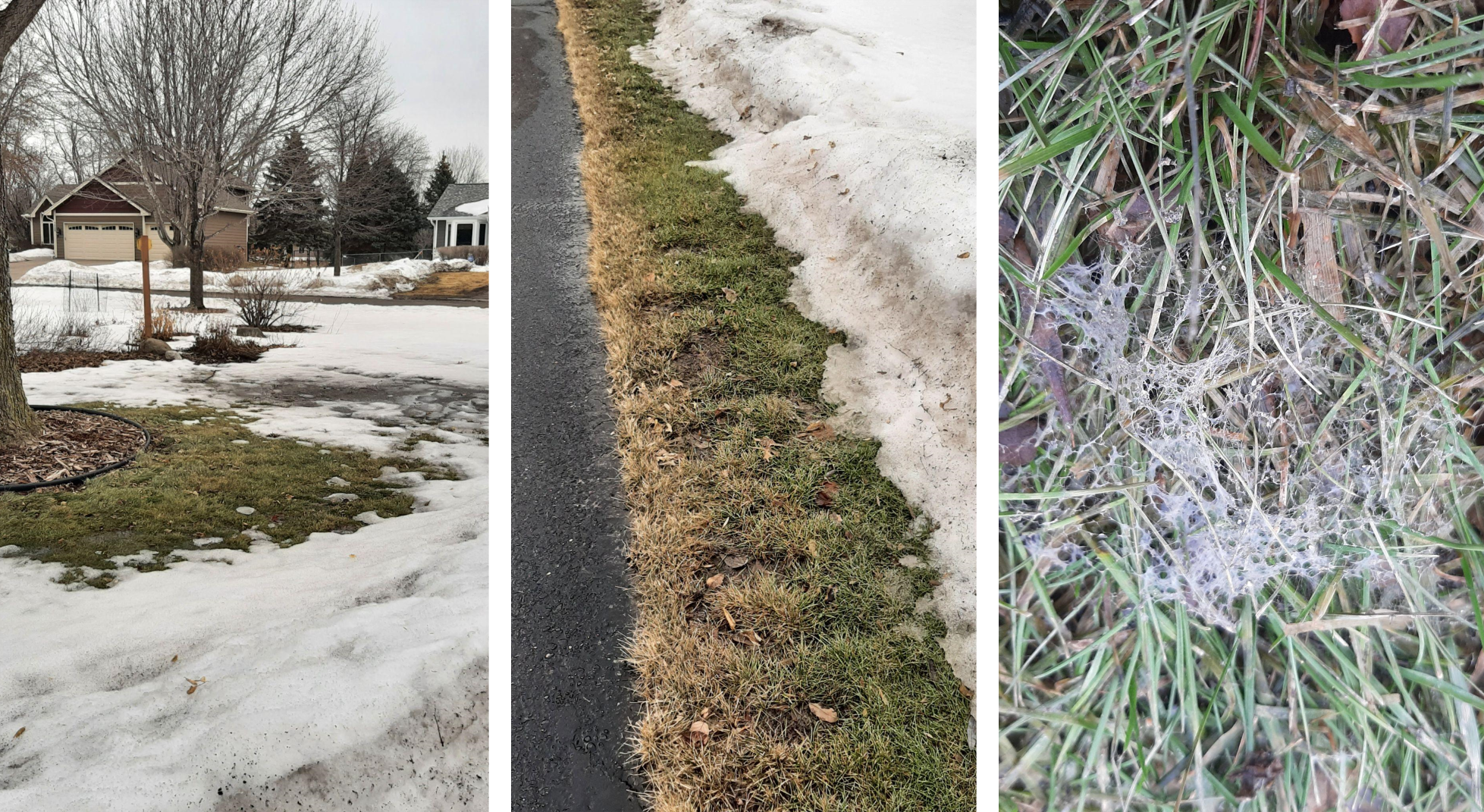 a series of three images - the first of a an icy spot in a lawn, the second of dead grass along a driveway and the third of fungus on turfgrass