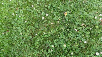 a lawn with white clover