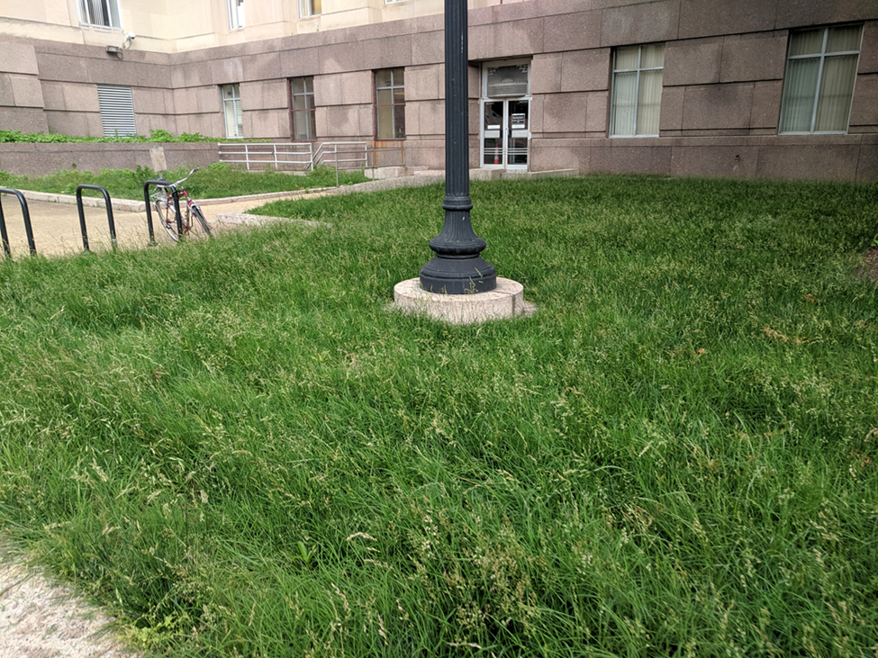 a campus lawn near a building that has not been mown 