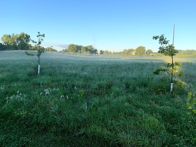 A grassy area with some flowers and mist in the background