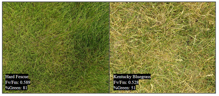 closeup views of turfgrass, one is greener in color and the second is more yellow