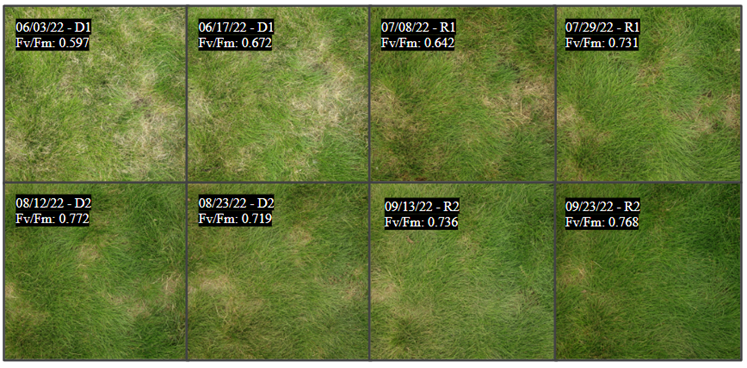 a series of 8 turfgrass close-up images with varying amounts of green color
