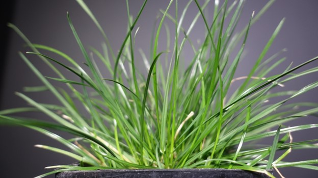 turfgrass plant growing in a pot