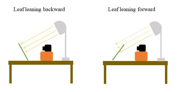 a diagram of light reflecting off of a leaf leaning backward and a leaf leaning forward