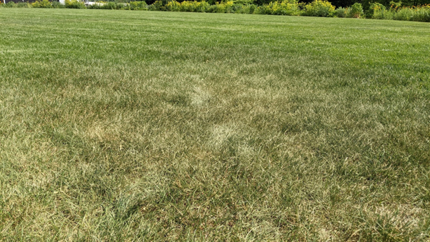 a lawn that is starting to turn brown in a drought