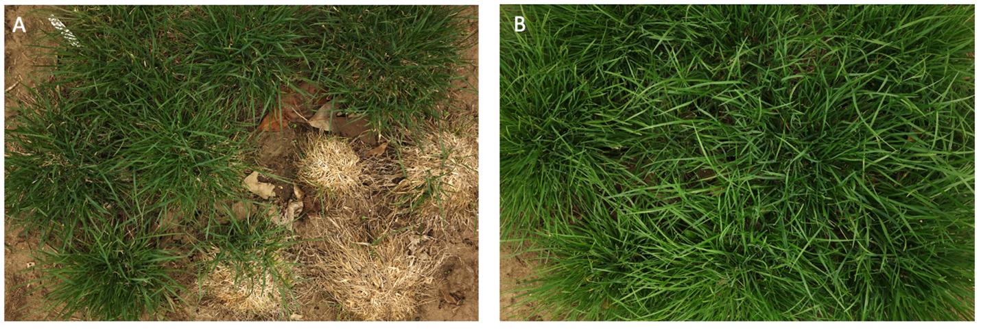 two images of turfgrass; the first has dead brownish spots and the second has foliage that is all green