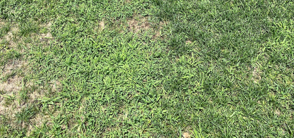 turfgrass with many weeds