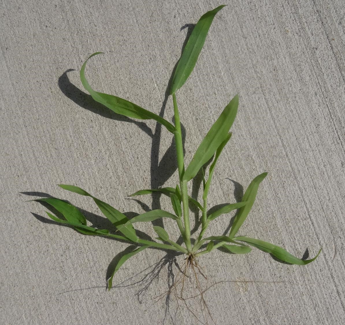 a crabgrass plant with multiple stems