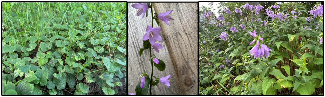 leaves, purple tubular flowers and a mass of creeping bellflower