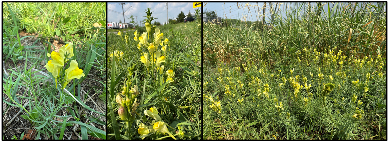 yellow flowers and a colony of yellow toadflax
