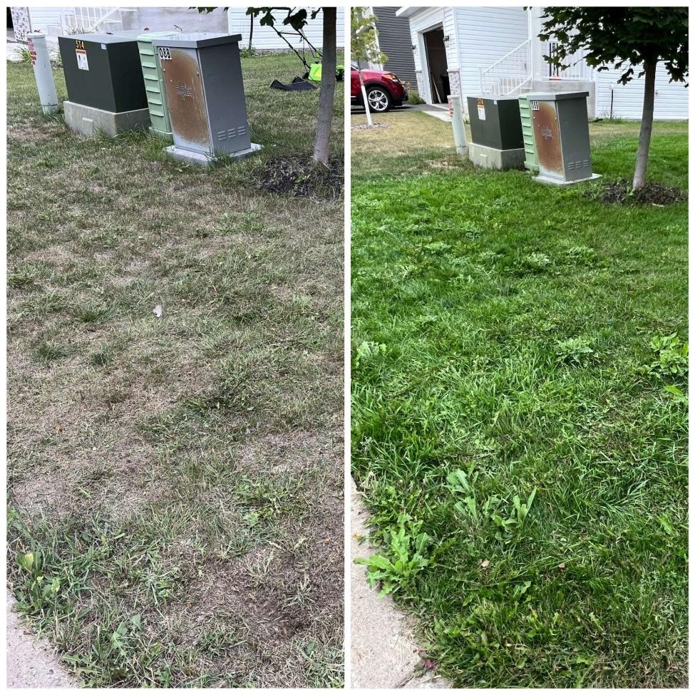 two side-by-side images; the first is a sparse lawn and the second is a green mostly filled in lawn