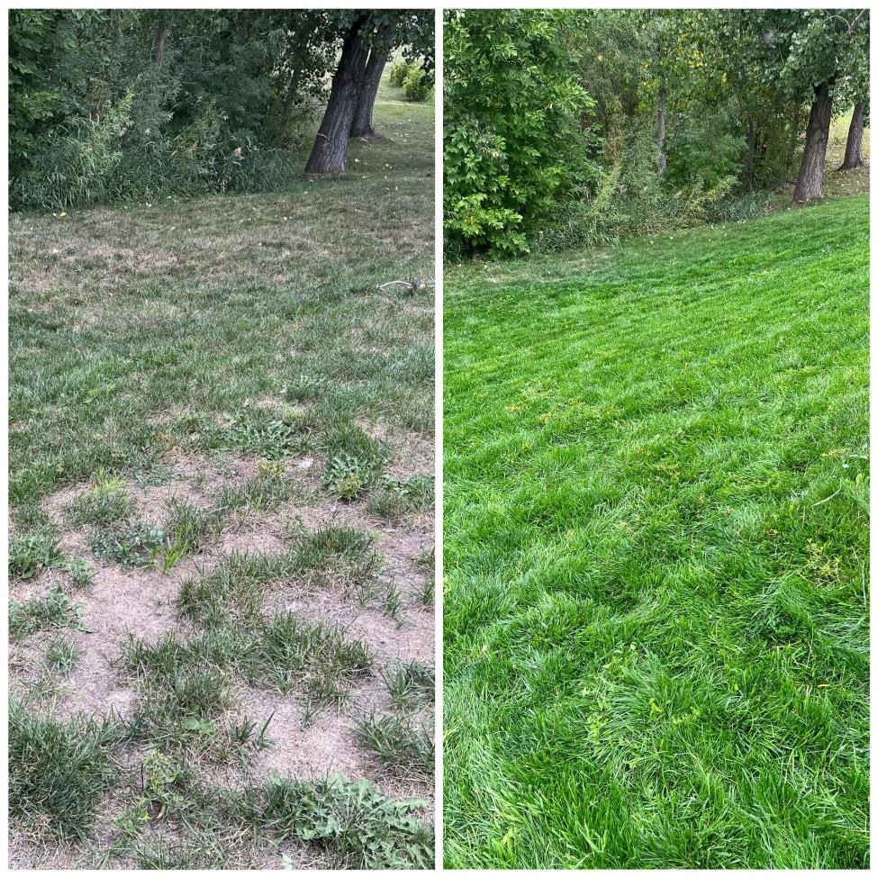 two side-by-side images; the first is a sparse clumpy lanw and the second is a healthy green lawn