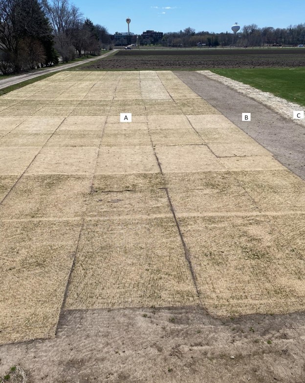 turfgrass research plots covered with seeding blankets in spring with seedlings emerging