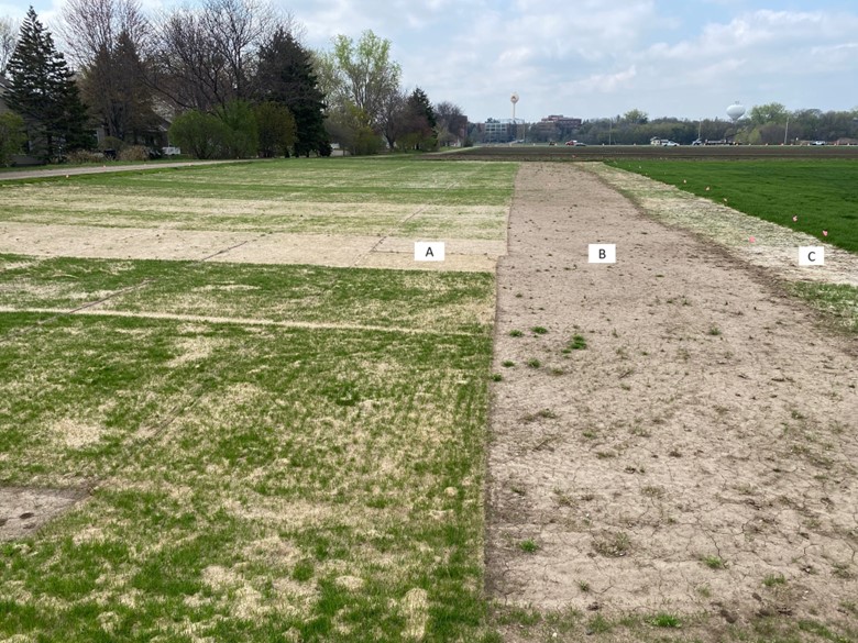 turfgrass research plots in spring with some plots having more seedling germination than others