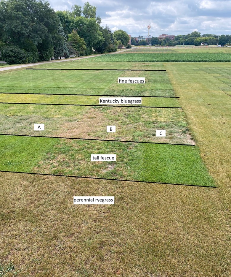 turfgrass research plots in spring with varying stages of growth
