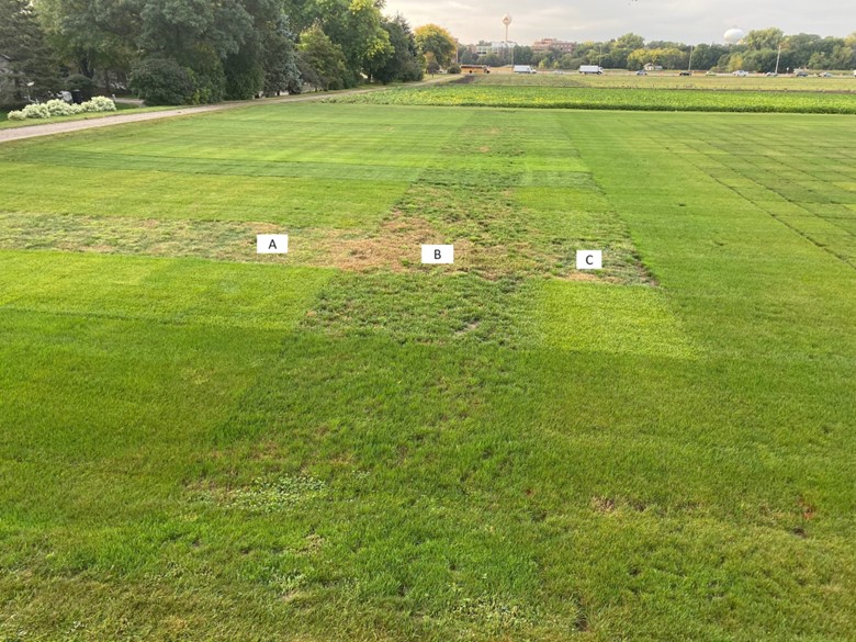 turfgrass research plots in fall where many of the plots are filled in