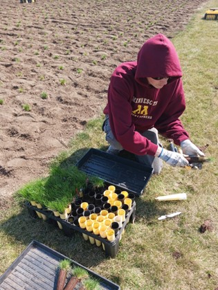 a person wearing a UMN sweatshirt who is working outside on turfgrass research plots