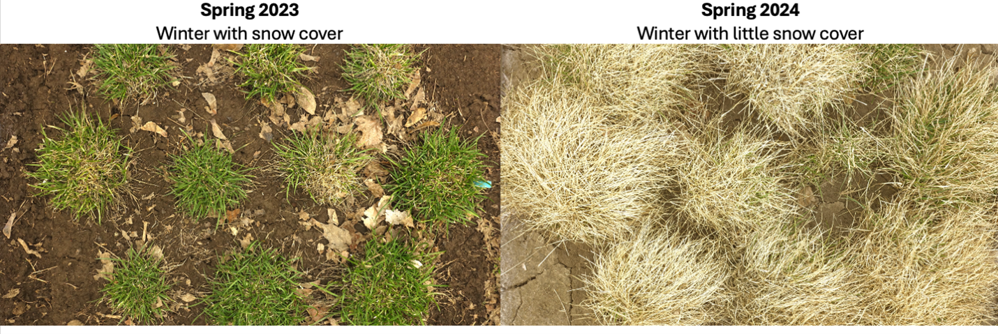 two images of turfgrass plants - the first is green and growing and the second is brown and not growing well