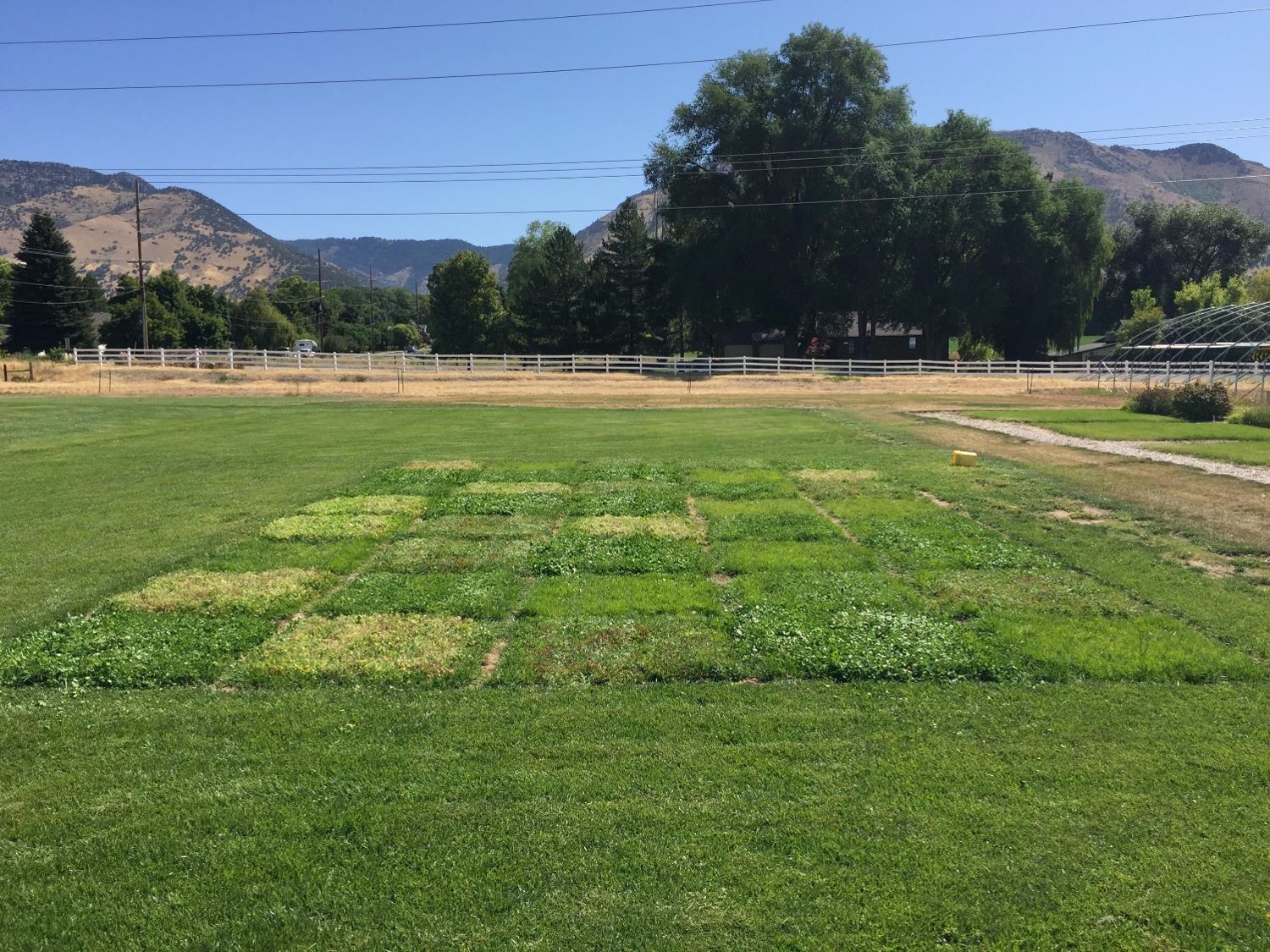 Field research plots with turfgrass and clover plants; mountains are in the background