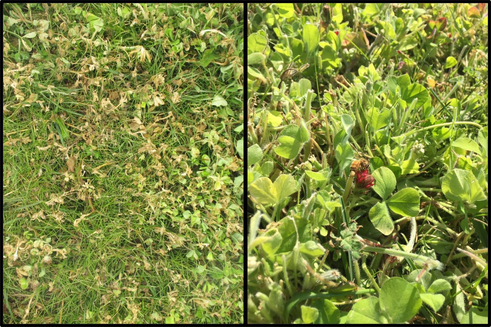 two images, the first is of turfgrass with browned clover foliage and the second is of a bee on a red clover flower
