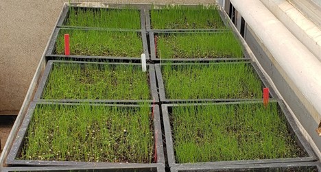 turfgrass seedlings growing in square containers in a greenhouse