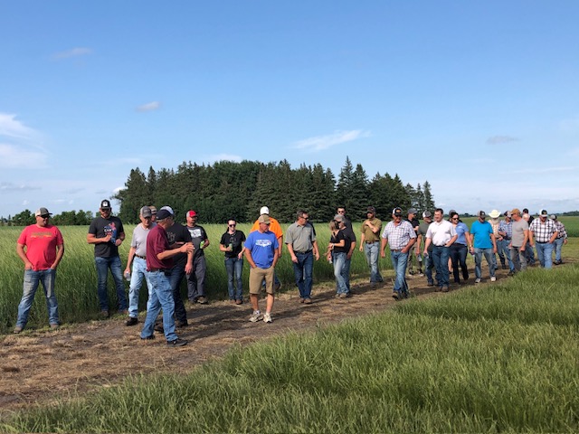 people standing in a field listening to a speaker discuss perennial ryegrass field production