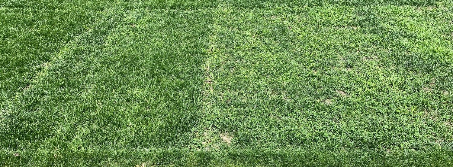 Turfgrass research plots showing tall fescue with less crabgrass than Kentucky bluegrass.
