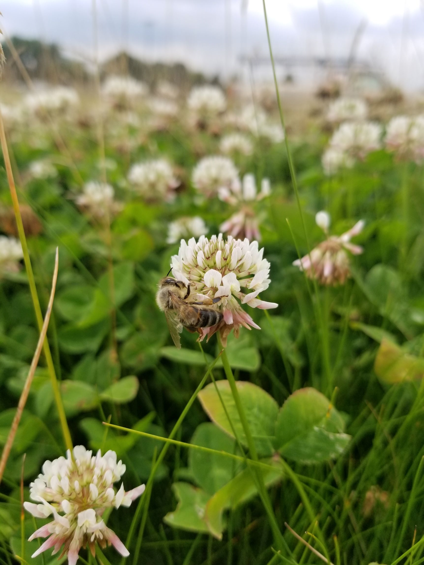 A honey bee pollinating white clover in a lawn