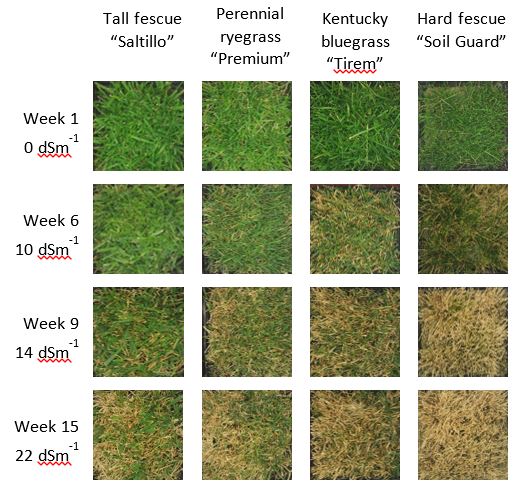 turfgrass in research plots after salt exposure