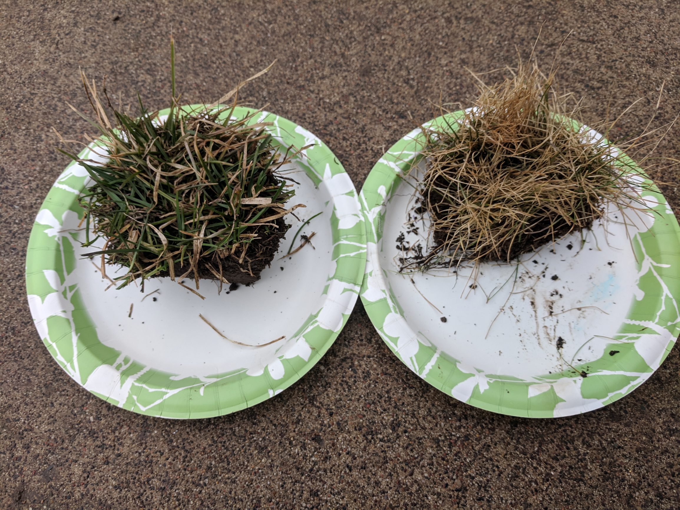 two paper plates each with a clump of sod after winter