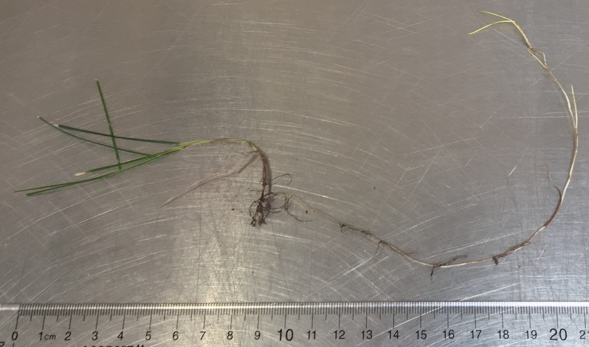 rhizome of strong creeeping red fescue