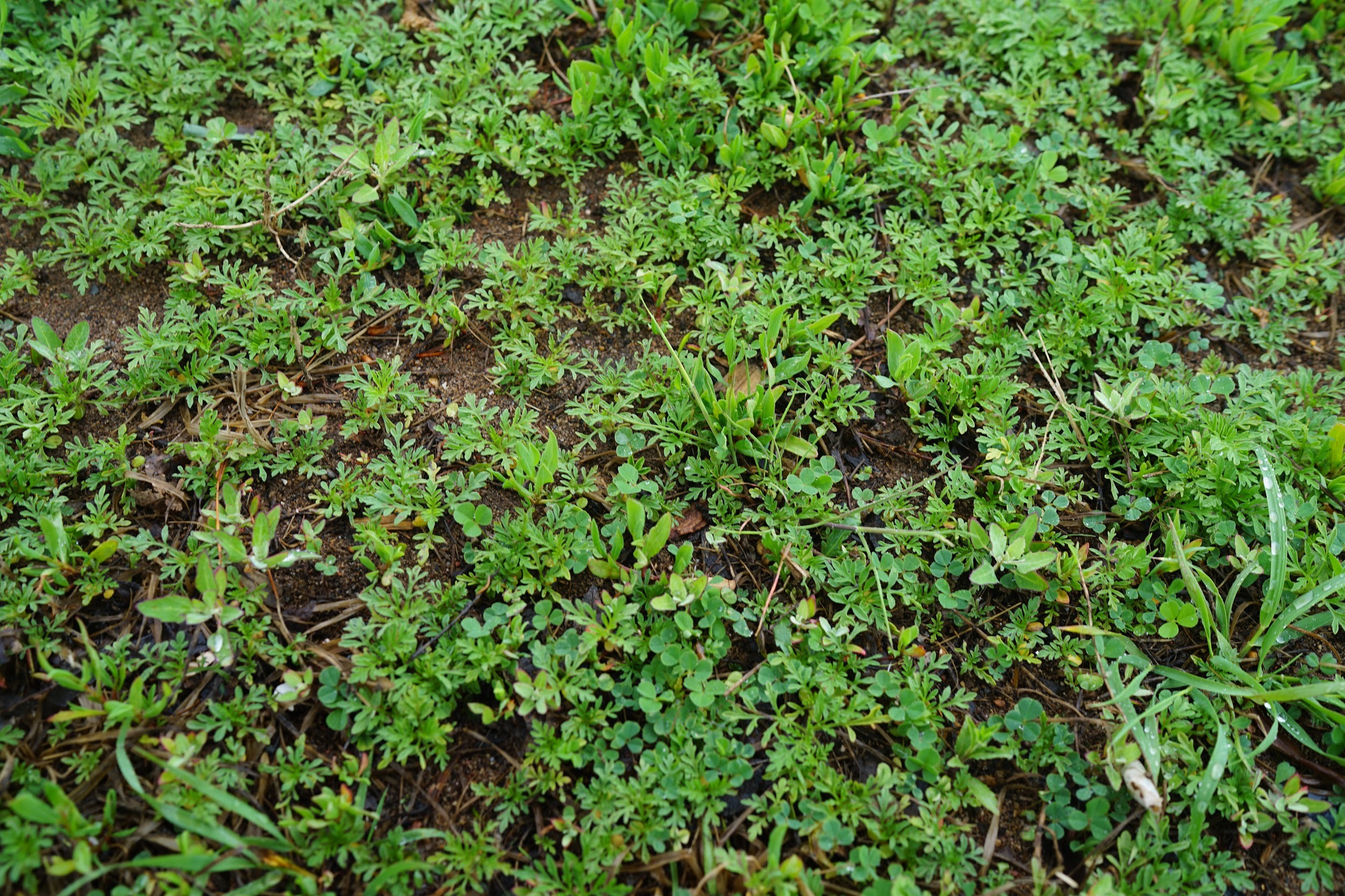 a mass of common ragweed seedlings