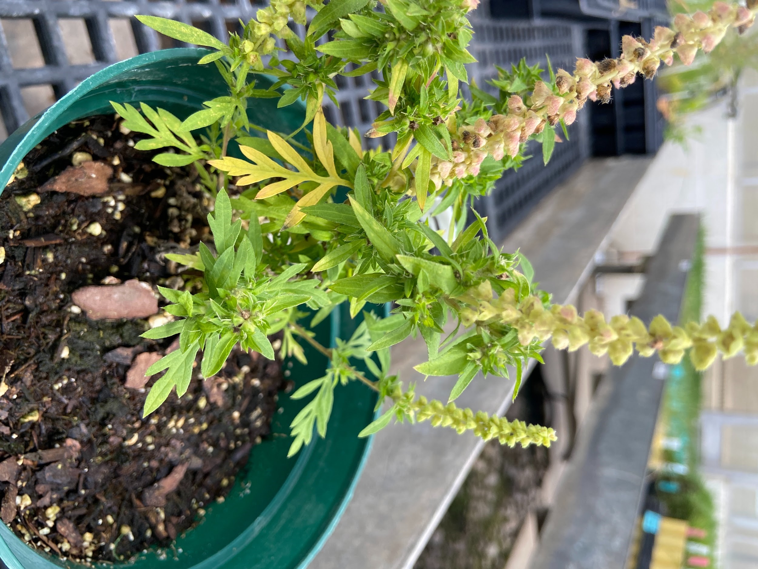 Common ragweed planting growing in a pot in the greenhouse