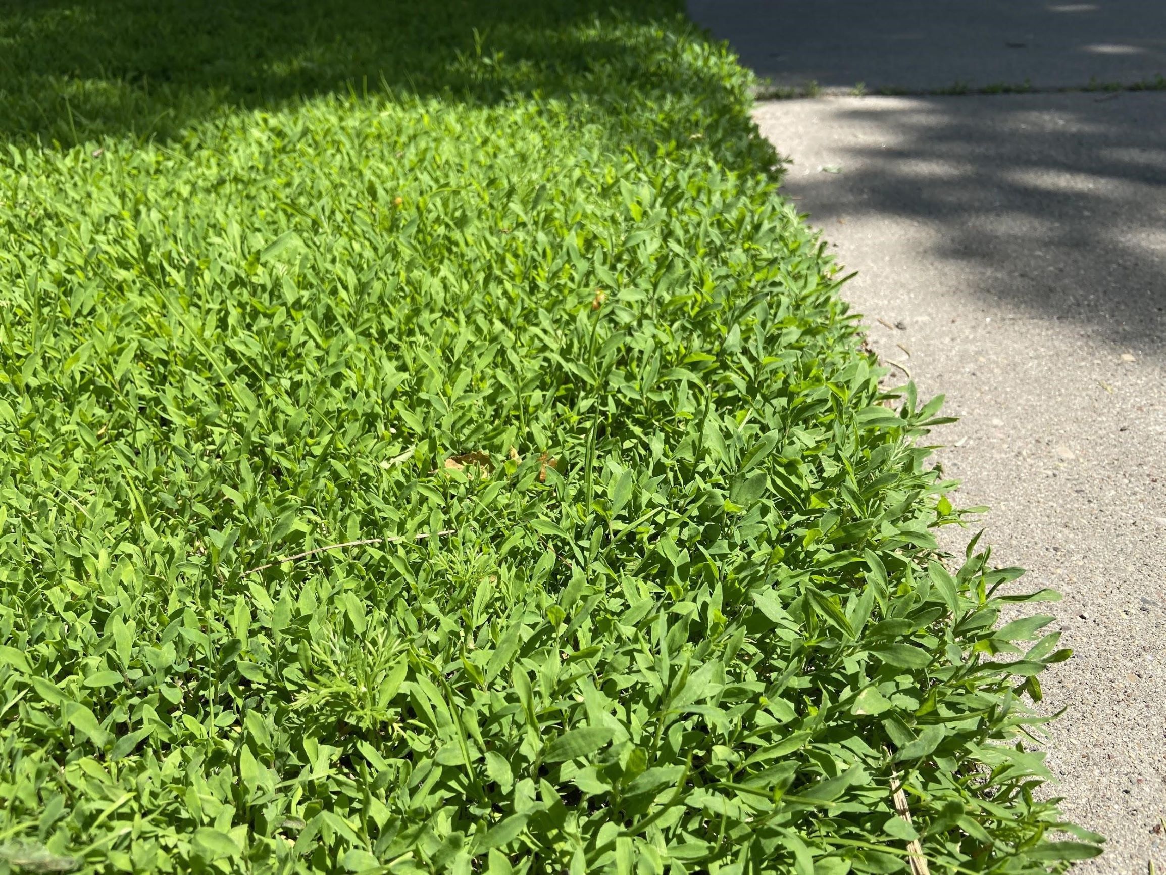 a mass of knotweed plants growing along a sidewalk