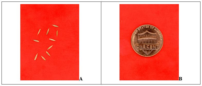 one photo of fine fescue seed against a red background and a penny against a red background