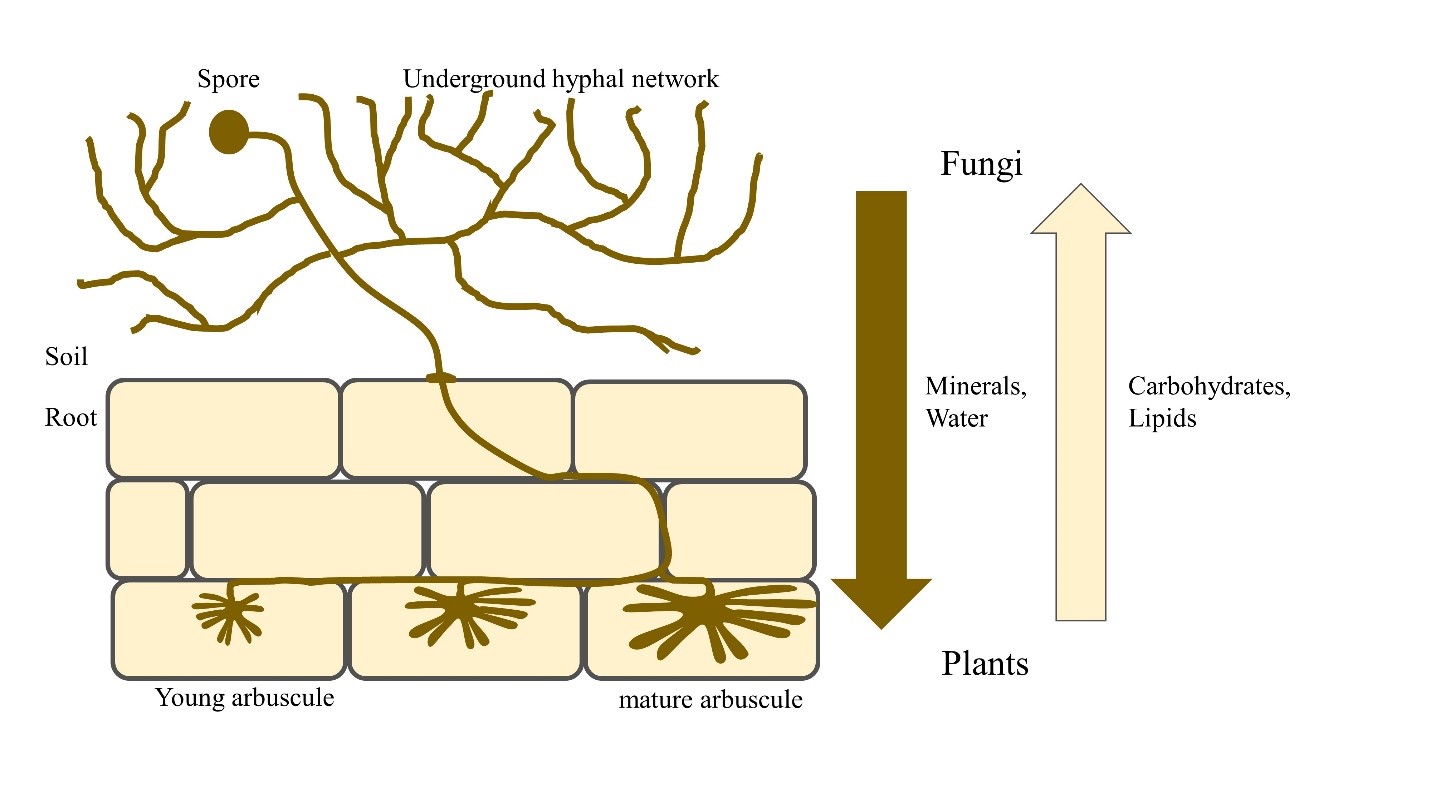 diagram of AMF spores, hyphae and cells in plant root