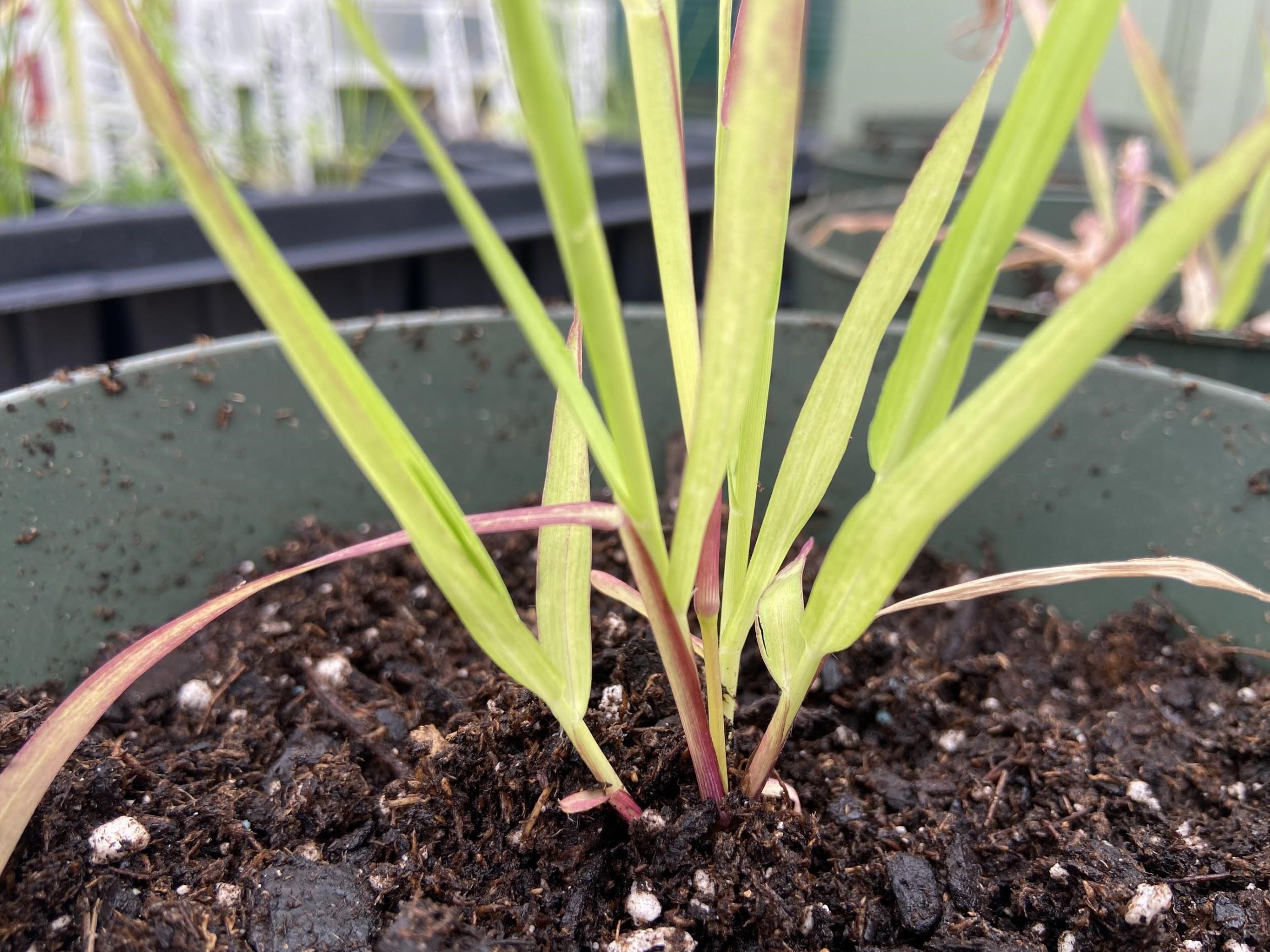 a single grass plant growing in a pot
