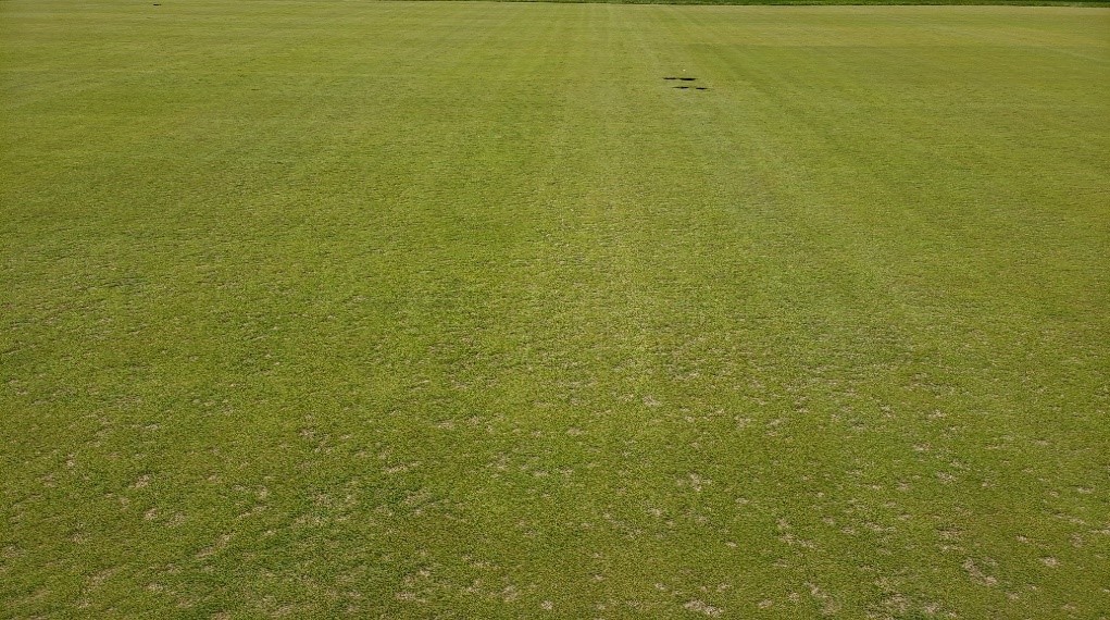 golf green with many small brownish patches