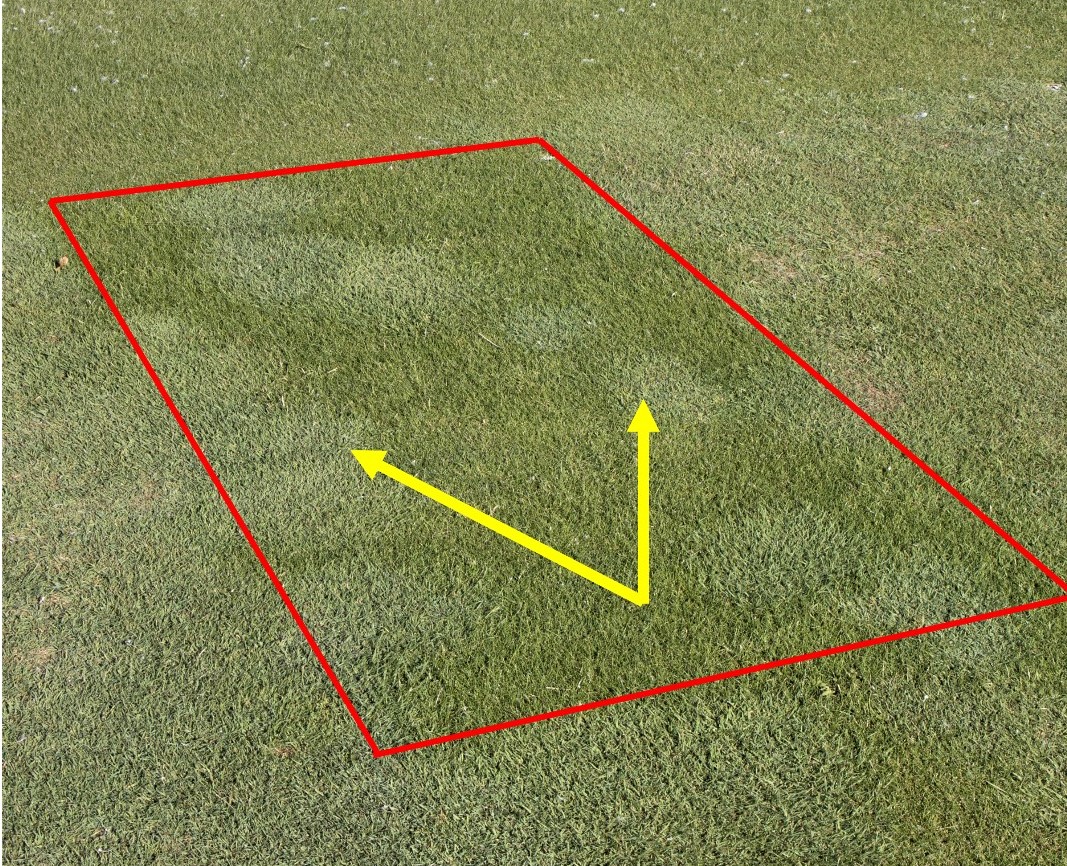 Fine fescue turf with lighter patches of creeping bentgrass