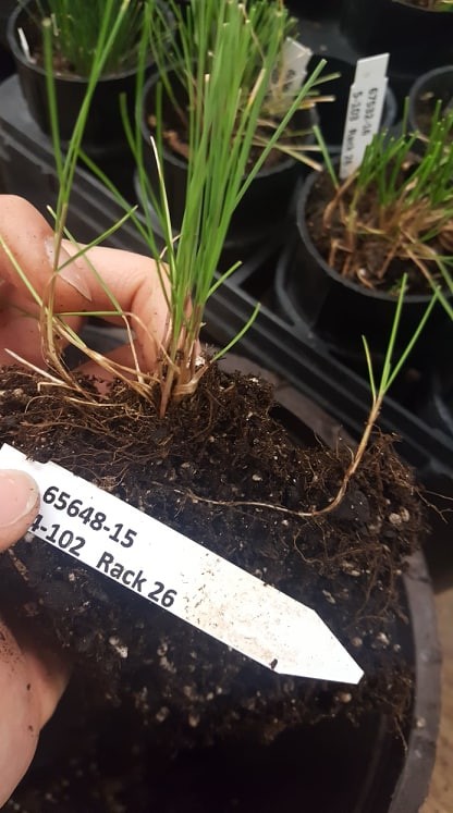 a person's hand near a fescue crown and daughter plans in potting mix