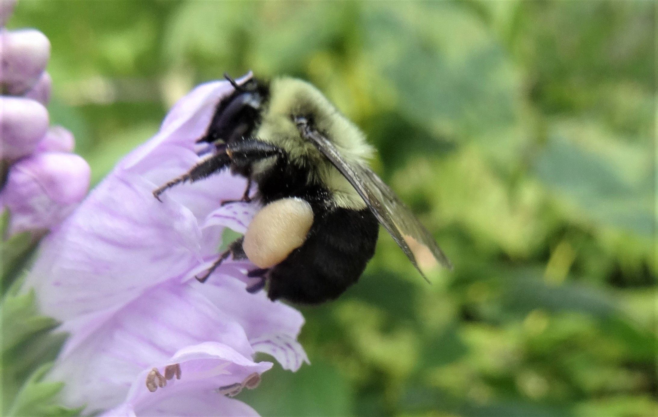 A bumblebee foraging on a purple flower
