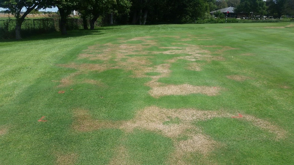 patches of dead turfgrass on a lawn
