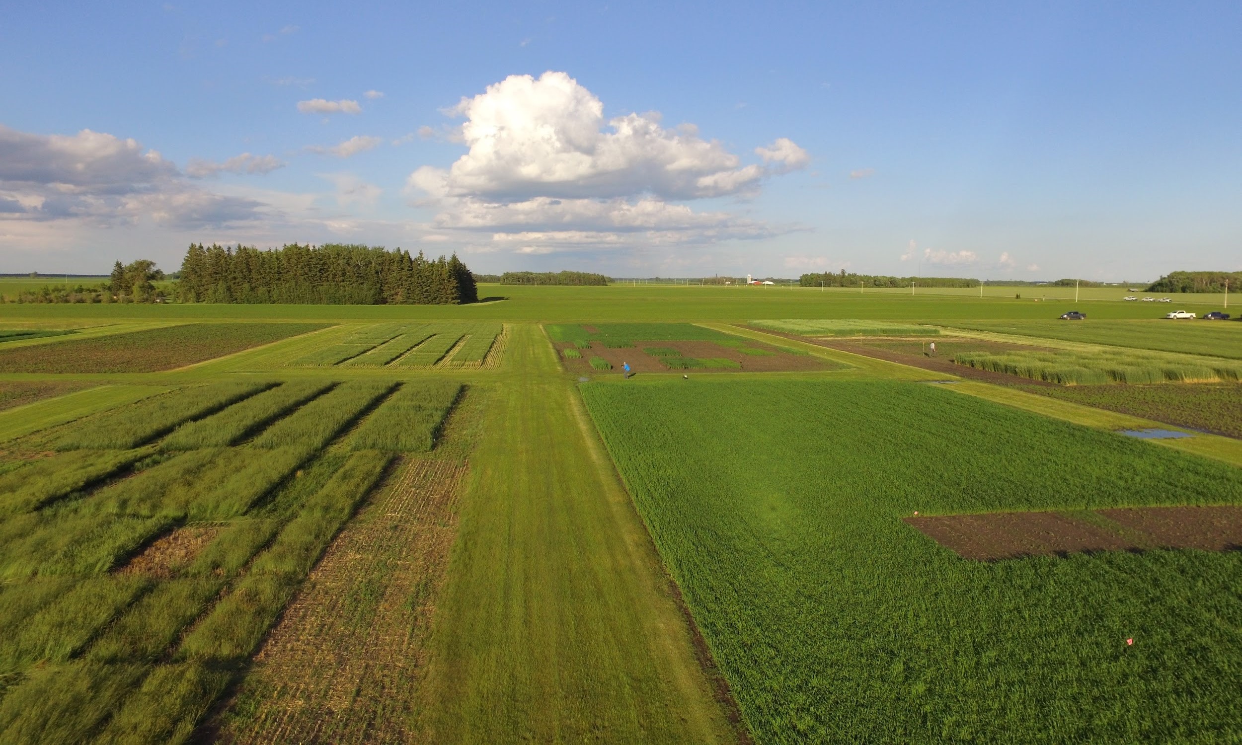 overhead view of turfgrass research plots at Roseau
