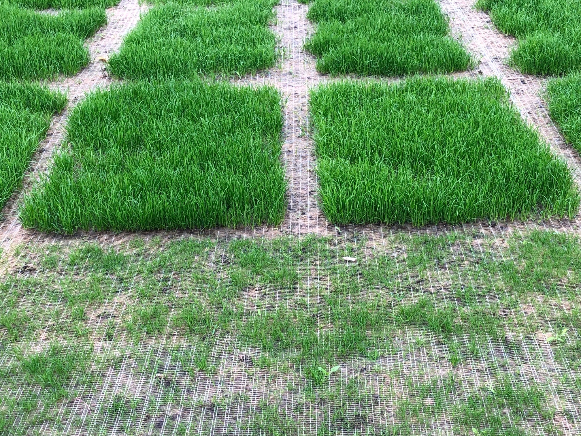 square research plots with turfgrass growing 
