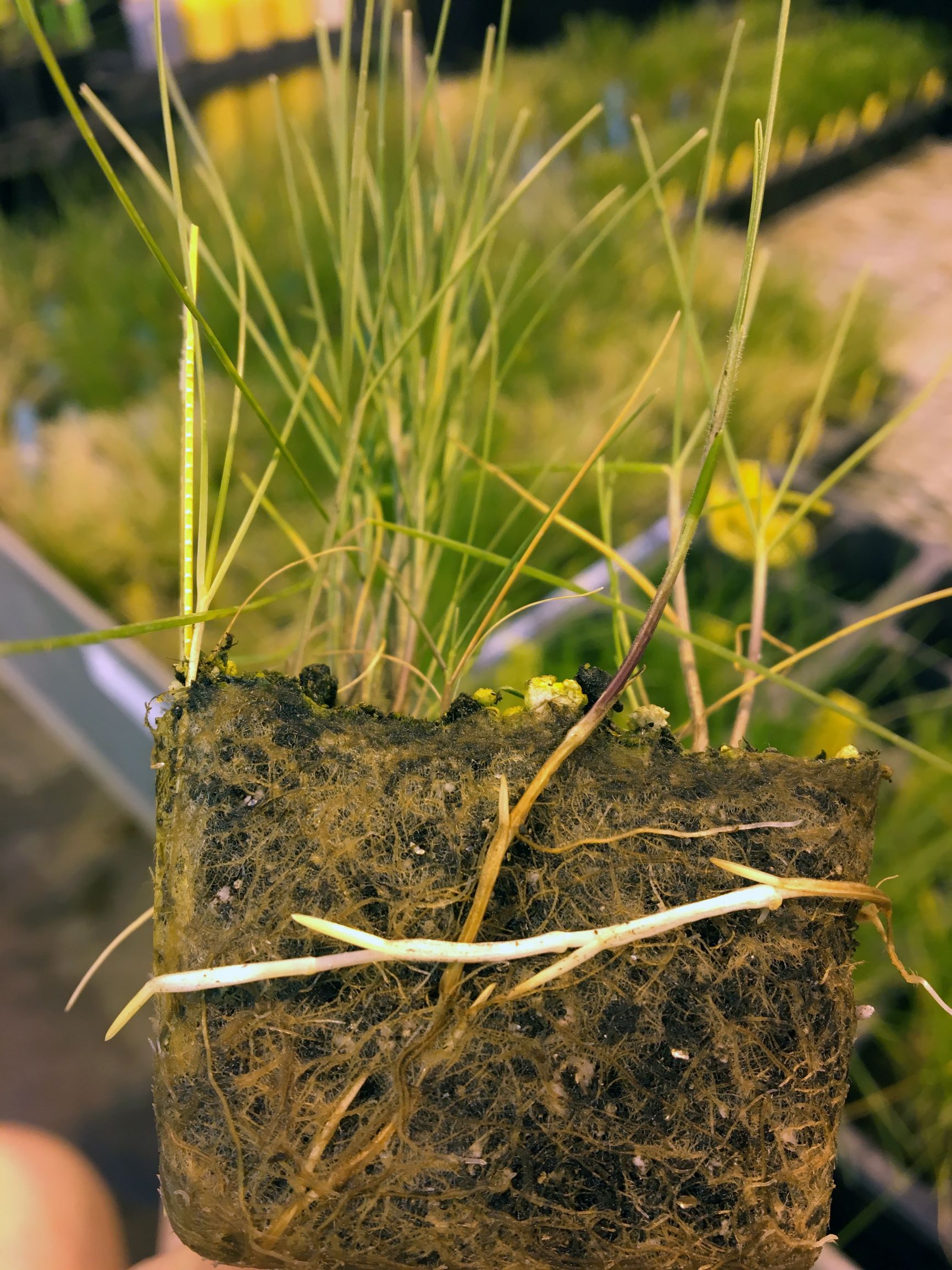 profile of soil and turfgrass with white rhizome growing horizontally